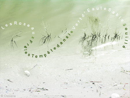 Les roseaux frêles, tempête dans le vert d'eau, le sable souillé
