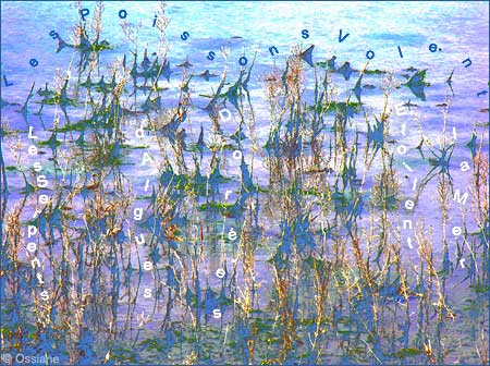 Les Poissons volent, les serpents d'algues dorées étoilent la mer.