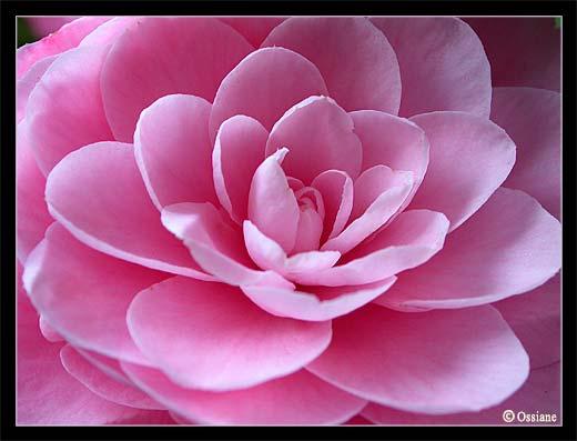 La Rose du Japon suscite l'Admiration. Fleur de Camélia, Pétales Délicats.