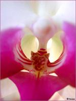 Le Coeur de l'Orchidée