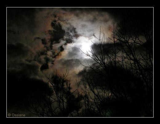 La Lune Blanche se Glisse entre les Branches dans un Corps de Rêve.