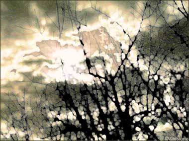 La Lune Blanche se Glisse entre les Branches dans un Corps de Rêve.
