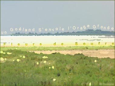 Fleurs de Soufre, un Goéland S'envole, l'Orage Gronde.